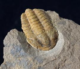 Conocoryphe sulzeri (SCHLOTHEIM, 1823) - Bild © FossNet FossilienStore